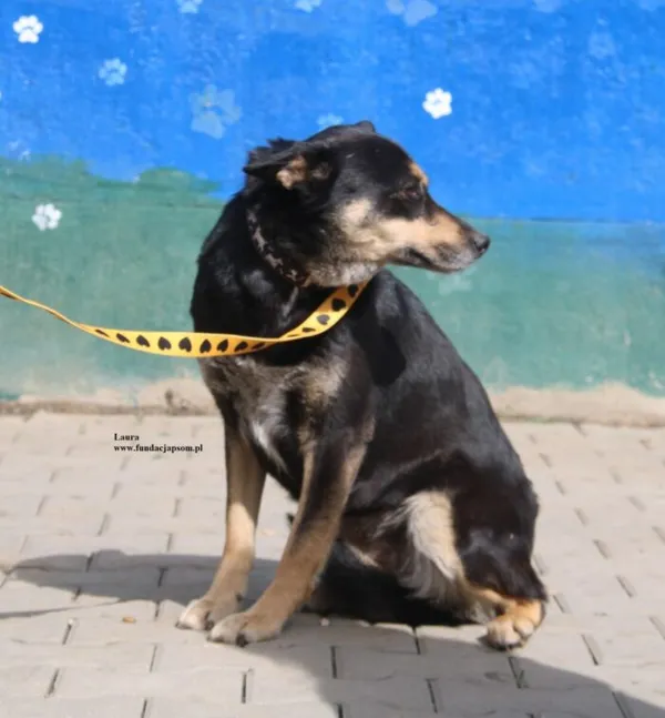 Pies do adopcji, Nowy Dwór Mazowiecki, 9 kwietnia 2026 (3/5)