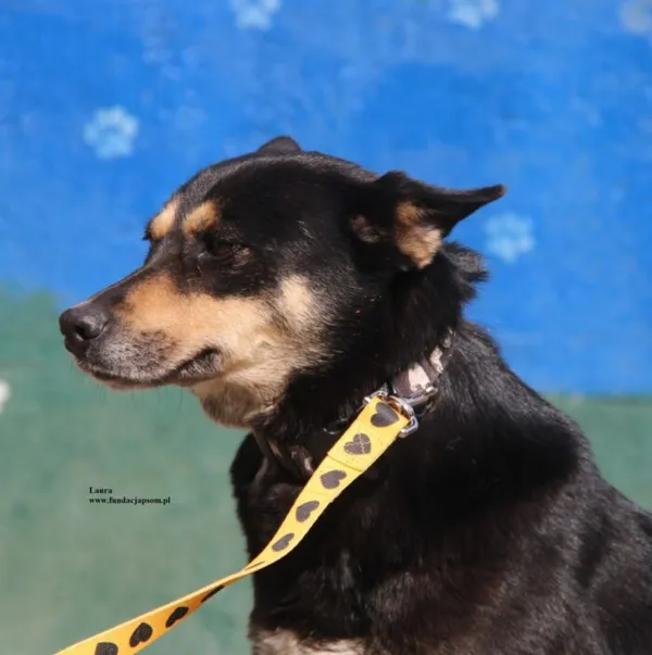 Pies do adopcji, Nowy Dwór Mazowiecki, 9 kwietnia 2026 (4/5)