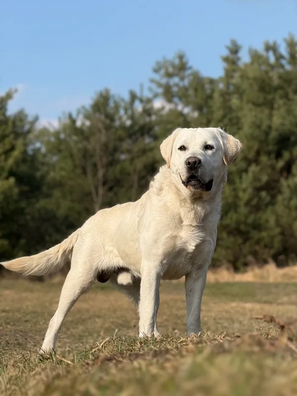 Pies do adopcji, Pieczyska, 8 kwietnia 2026 (3/5)
