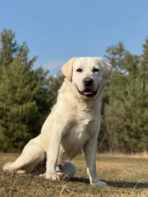 Pies do adopcji, Pieczyska, 8 kwietnia 2026 (4/5)