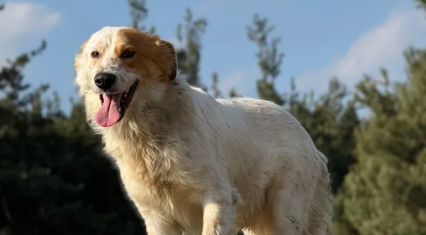 Pies do adopcji, Pieczyska, 8 kwietnia 2026 (1/5)