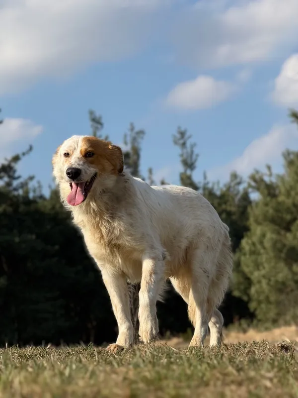 Pies do adopcji, Pieczyska, 8 kwietnia 2026 (3/5)