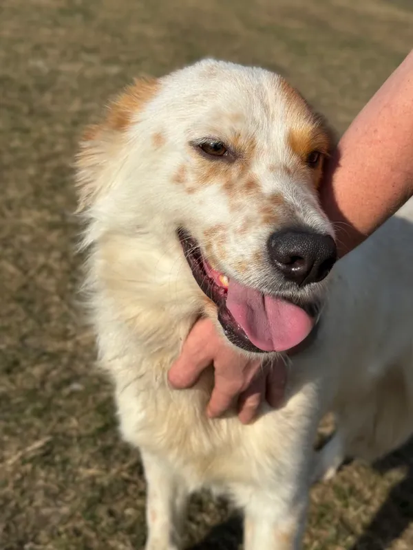 Pies do adopcji, Pieczyska, 8 kwietnia 2026 (5/5)