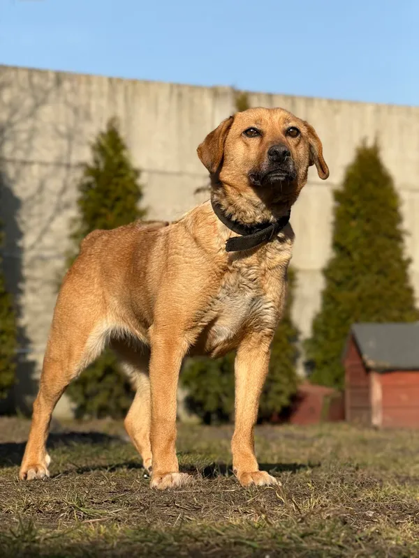 Pies do adopcji, Pieczyska, 8 kwietnia 2026 (3/5)