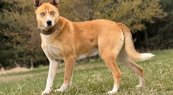 Pies do adopcji, Pieczyska, 8 kwietnia 2026 (1/5)