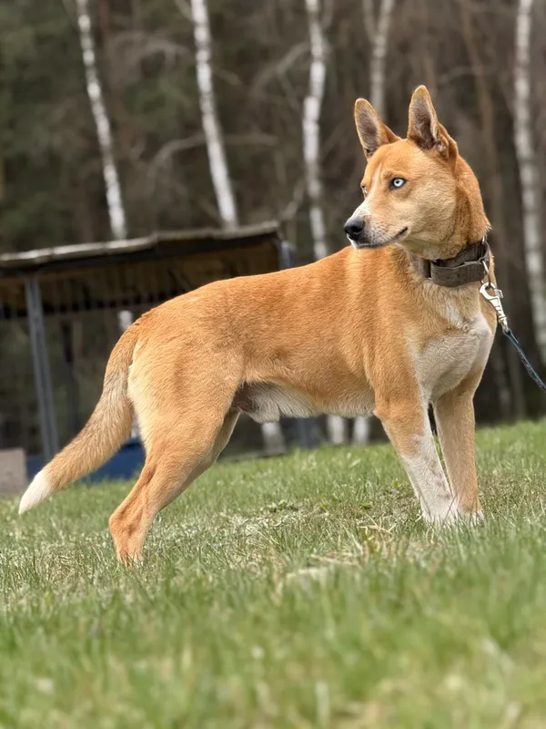 Pies do adopcji, Pieczyska, 8 kwietnia 2026 (3/5)