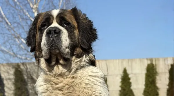 Pies do adopcji, Pieczyska, 8 kwietnia 2026 (1/5)