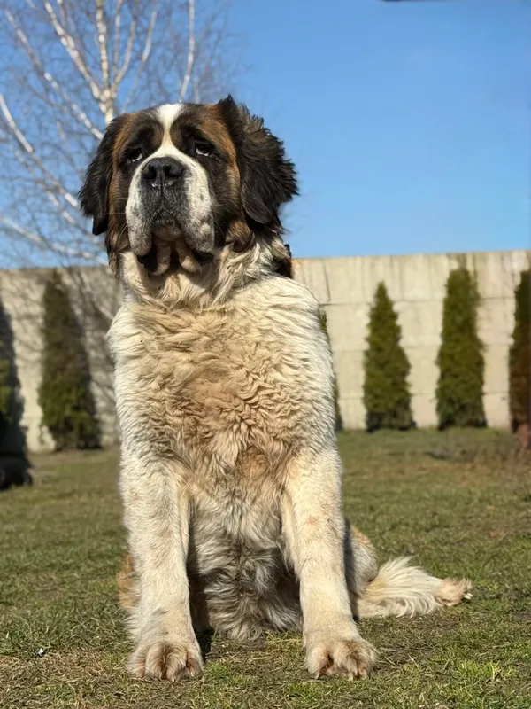 Pies do adopcji, Pieczyska, 8 kwietnia 2026 (2/5)