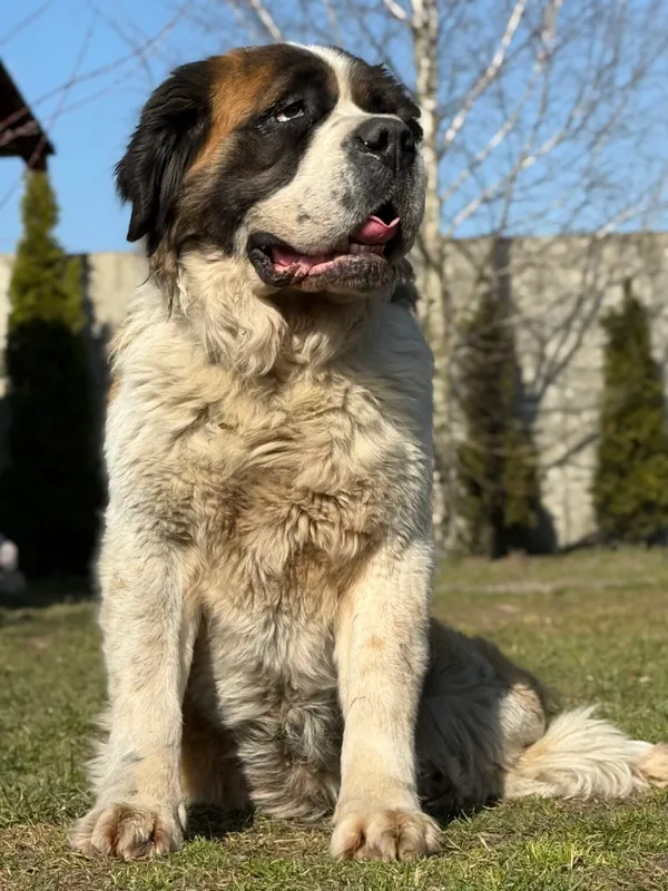 Pies do adopcji, Pieczyska, 8 kwietnia 2026 (4/5)