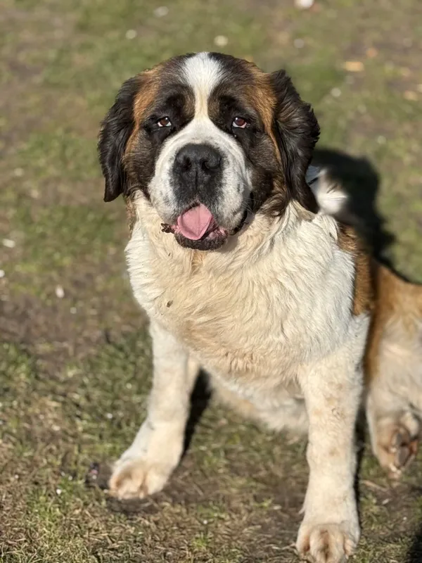 Pies do adopcji, Pieczyska, 8 kwietnia 2026 (5/5)