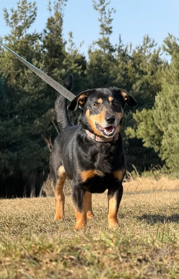 Pies do adopcji, Pieczyska, 8 kwietnia 2026 (2/5)