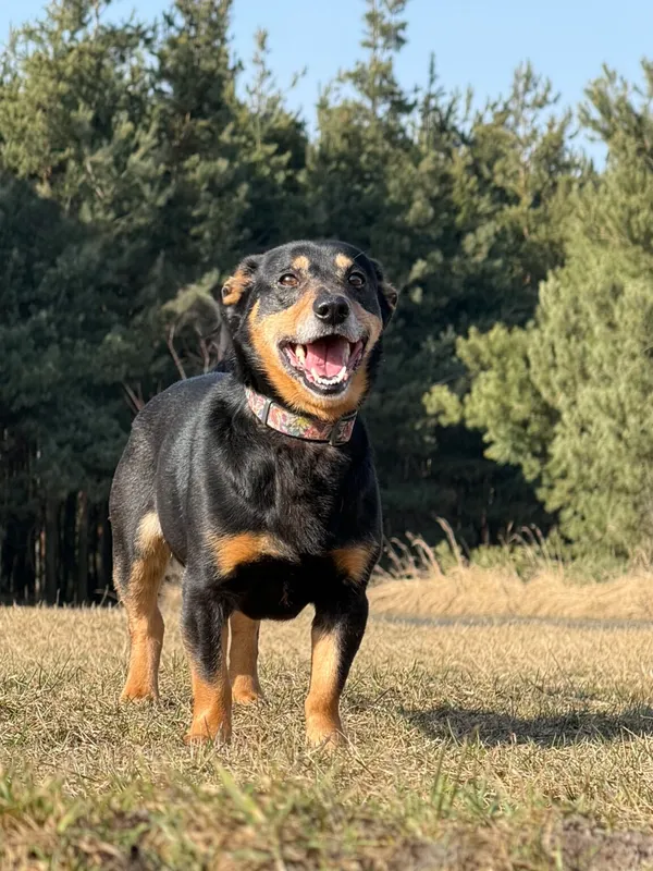 Pies do adopcji, Pieczyska, 8 kwietnia 2026 (3/5)