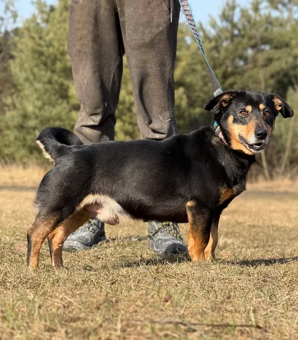 Pies do adopcji, Pieczyska, 8 kwietnia 2026 (4/5)