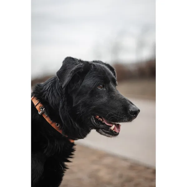 Znaleziono psa, Białystok, 6 lutego 2026 (2/5)