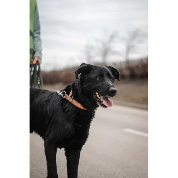 Znaleziono psa, Białystok, 6 lutego 2026 (5/5)