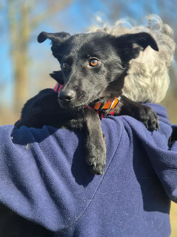 Oddam psa, Milanówek, 9 kwietnia 2026 (1/4)