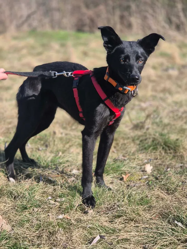 Oddam psa, Milanówek, 9 kwietnia 2026 (3/4)