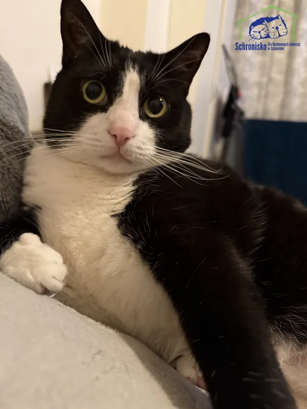 Znaleziono kota, Szczecin, 9 kwietnia 2026 (1/3)