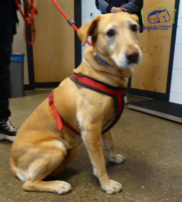 Znaleziono psa, Szczecin, 9 kwietnia 2026