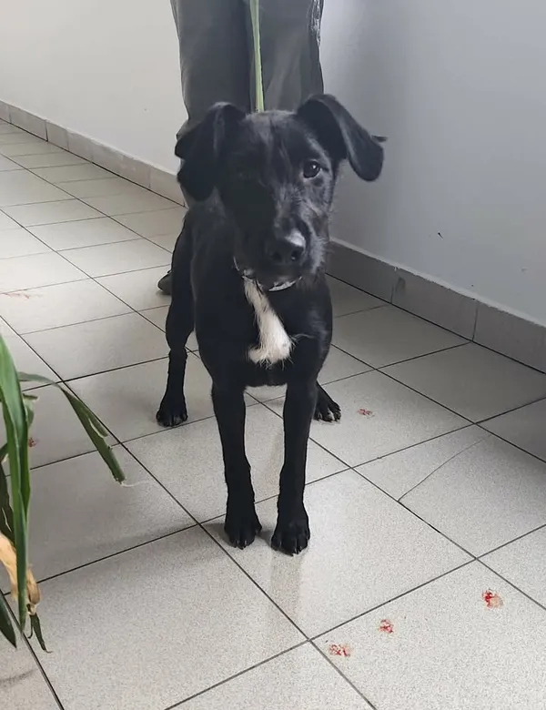 Znaleziono psa, Lublin, 9 kwietnia 2026