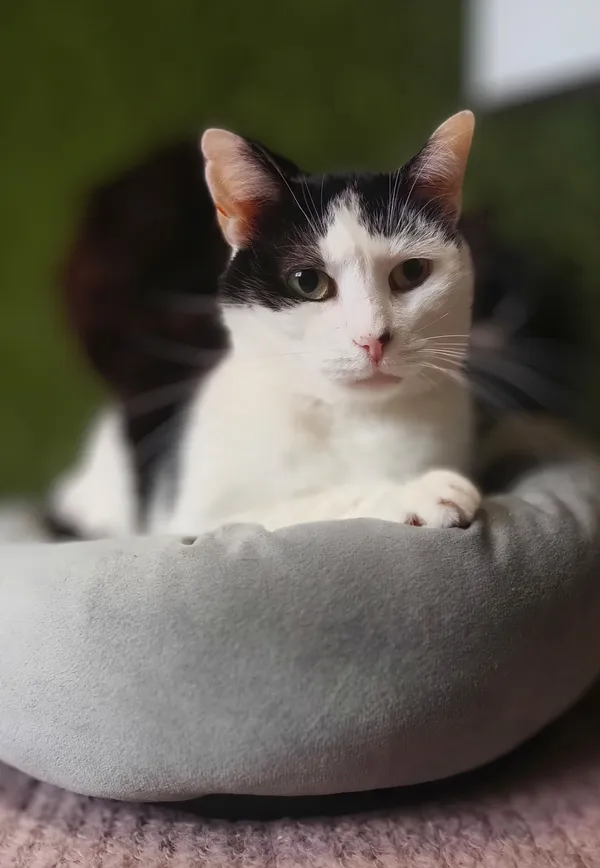 Oddam kota, Gronity, 9 kwietnia 2026 (1/2)