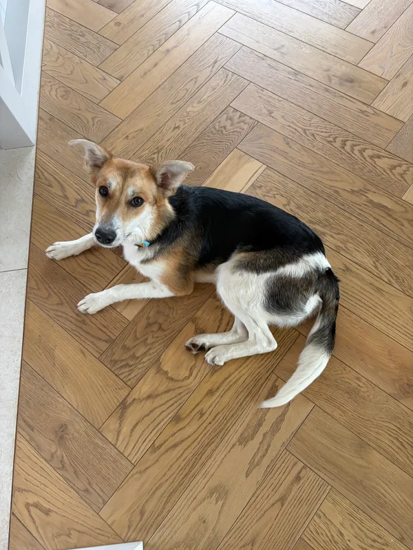 Znaleziono psa, Papowo Toruńskie, 9 kwietnia 2026 (1/2)