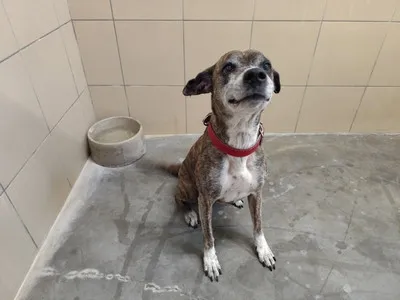 Pies do adopcji, Kraków, 25 marca 2026