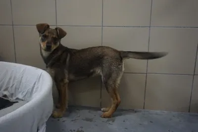 Pies do adopcji, Kraków, 25 marca 2026