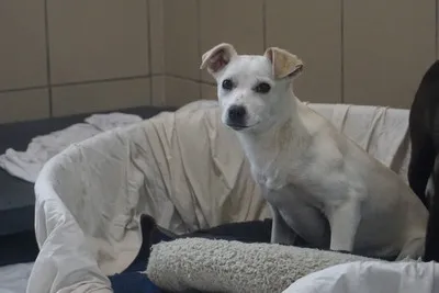 Pies do adopcji, Kraków, 25 marca 2026