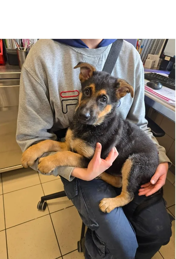 Pies do adopcji, Wrocław, 4 kwietnia 2026