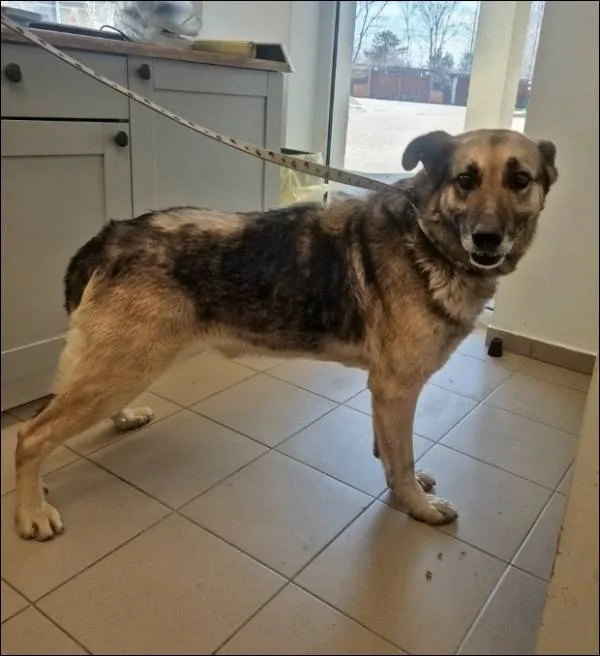 Znaleziono psa, Grudziądz, 9 kwietnia 2026