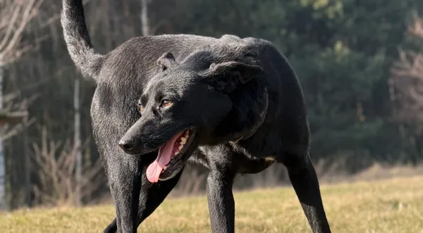 Pies do adopcji, Pieczyska, 9 kwietnia 2026 (1/5)