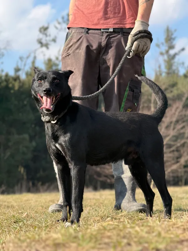 Pies do adopcji, Pieczyska, 9 kwietnia 2026 (2/5)