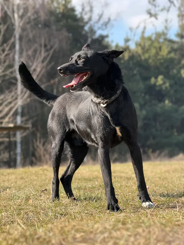 Pies do adopcji, Pieczyska, 9 kwietnia 2026 (4/5)