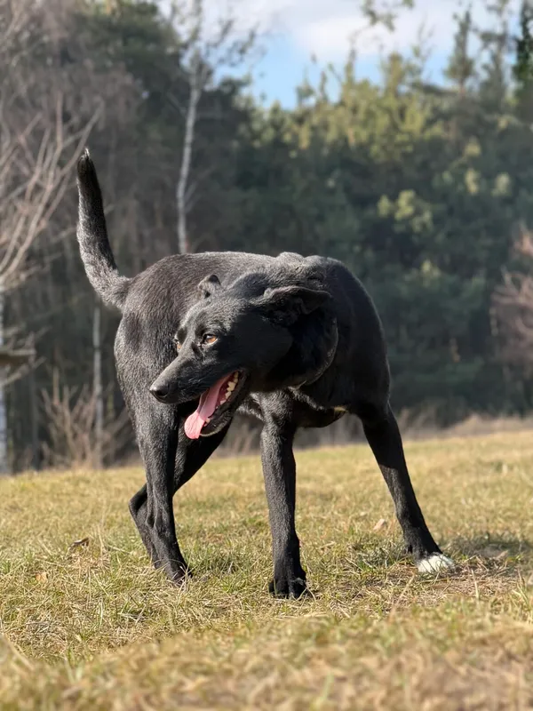 Pies do adopcji, Pieczyska, 9 kwietnia 2026 (5/5)