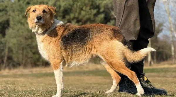 Pies do adopcji, Pieczyska, 9 kwietnia 2026 (1/5)