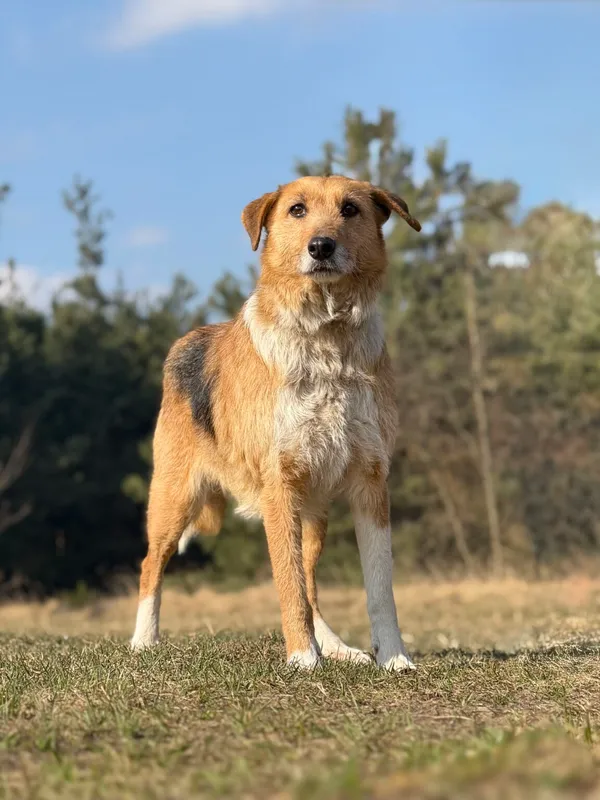 Pies do adopcji, Pieczyska, 9 kwietnia 2026 (2/5)