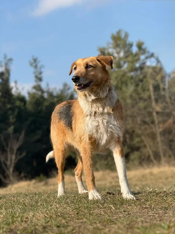 Pies do adopcji, Pieczyska, 9 kwietnia 2026 (3/5)