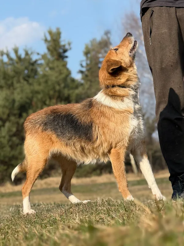 Pies do adopcji, Pieczyska, 9 kwietnia 2026 (4/5)