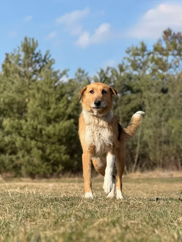 Pies do adopcji, Pieczyska, 9 kwietnia 2026 (5/5)