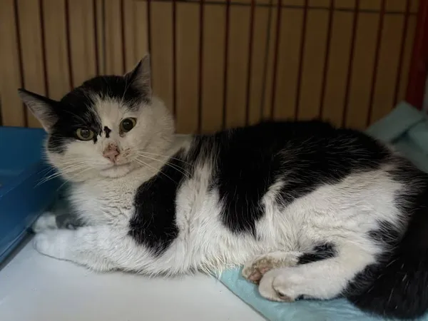 Znaleziono kota, Chojnice, 8 kwietnia 2026