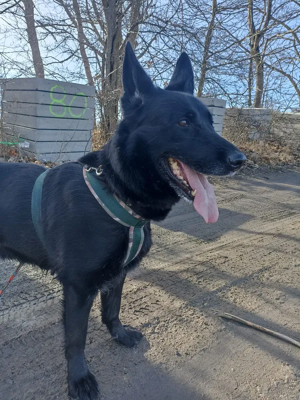 Znaleziono psa, Chojnice, 13 marca 2026 (1/5)