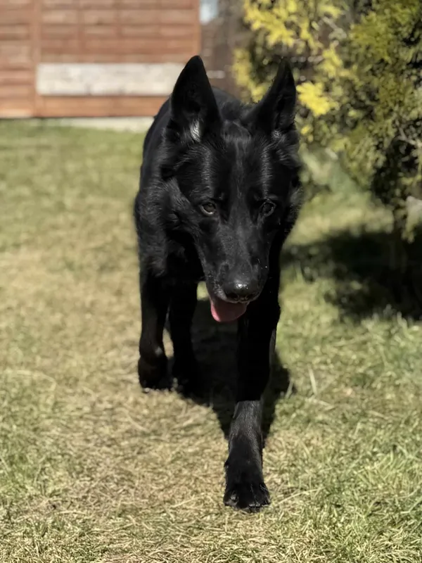 Znaleziono psa, Chojnice, 13 marca 2026 (4/5)