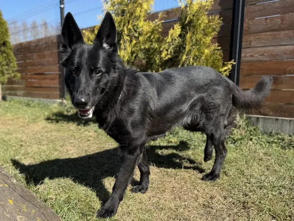 Znaleziono psa, Chojnice, 13 marca 2026 (5/5)