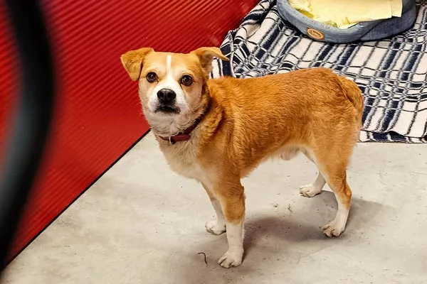 Znaleziono psa, Wałbrzych, 8 kwietnia 2026 (1/2)