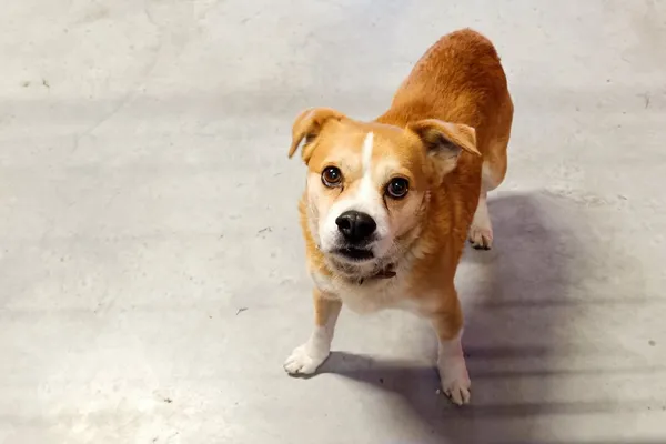 Znaleziono psa, Wałbrzych, 8 kwietnia 2026 (2/2)