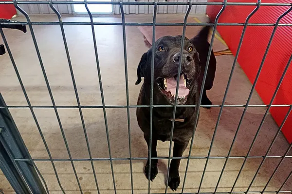 Znaleziono psa, Wałbrzych, 6 kwietnia 2026 (1/2)