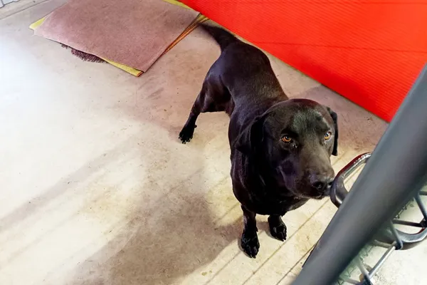 Znaleziono psa, Wałbrzych, 6 kwietnia 2026 (2/2)