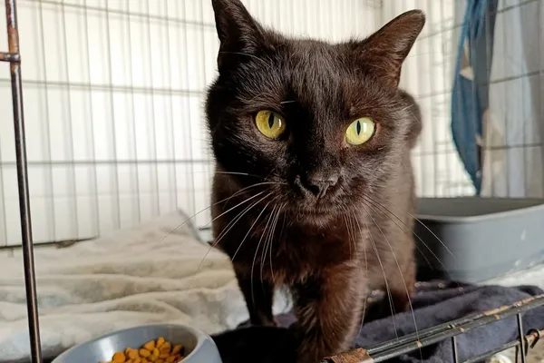 Znaleziono kota, Wałbrzych, 3 kwietnia 2026