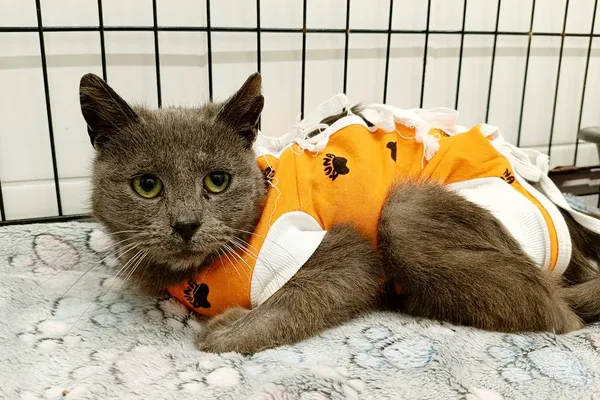 Znaleziono kota, Wałbrzych, 1 kwietnia 2026